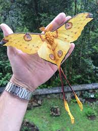Check spelling or type a new query. Avantgardens The Comet Moth Argema Mittrei Or Facebook