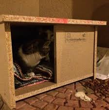 Kedievimadoreden Kedi Evi Kedi