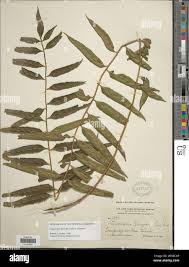 Image result for Megalastrum lanuginosum