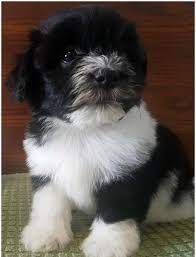 Browse thru havanese puppies for sale near hampstead, north carolina, usa area listings on puppyfinder.com to find your perfect puppy. Akc Havanese For Sale In Charlotte North Carolina Classified Americanlisted Com