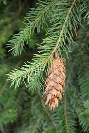 Image result for Pseudovigna