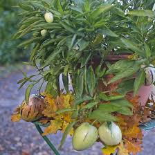 Pepinino Die Birnenmelone Pflanzen Melonenbirne Kubelpflanzen