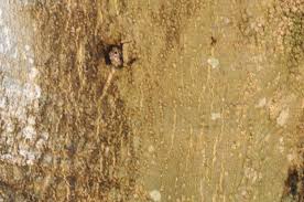 Image result for Croton megalobotrys