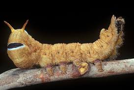 This moth occurred only in europe before it was introduced into new zealand, australia, and north saw a few black and yellow striped caterpillars that had a small amount of spikes or hair not. Butterflies And Moths Order Lepidoptera Queensland Museum
