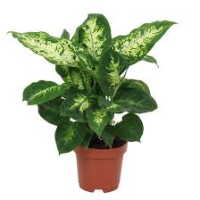Dieffenbachia Compacta In 2020 Plants House Plant Care Houseplants