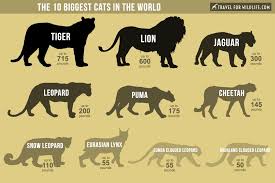 Size charts size chart cat. The Biggest Cats In The World Big Cats List Of Big Cats Big Cats Art