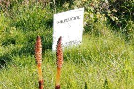 Image result for Gonatopus petiolulatus