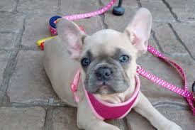 An experience or period of serene and carefree happiness, usually in beautiful surroundings and often idealized. Horizon Frenchies Puppies For Sale