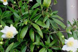 Lemonade berry (rhus intergriflia) lemonade berry is a native california evergreen shrub that graces canyons, bluffs, and dry slopes from baja to santa barbara. Bush Anemone Carpenteria Californica California Native Hardy Evergreen Shrub With Green Narrowly Elliptic Opposite Leaves And 5 8 Cm Across White Scented Anemone Like Flowers And Conical Capsule Fruit Stock Photo Picture And