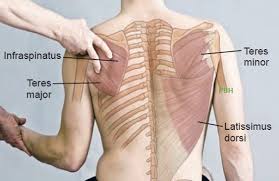 Teres Minor And Teres Major Anatomical Landmark Human Body Anatomy Body Anatomy Muscle Anatomy