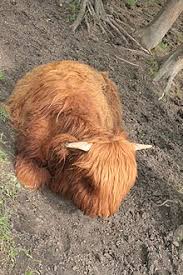 Do not give calves less than 3 weeks old milk replacers containing more than 1 percent fiber. Highland Cattle Wikipedia