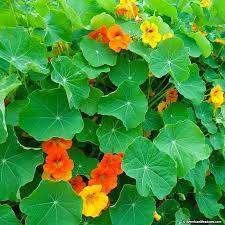 Nasturtium Seeds American Meadows Nasturtium American Meadows Wildflower Seeds
