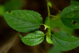 Image result for Corchorus aestuans