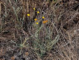 Image result for Helichrysum moorei