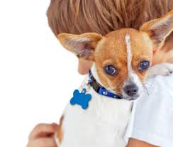 Before we continue on the subject, check out the pet adoption stats gathered by the american society for the prevention of cruelty to animals (aspca) show an interesting fact. Small Dog Rescue And Adoption Adopt A Small Dog Near You