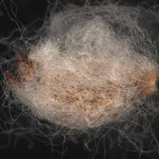 Image result for Tarchonanthus trilobus