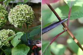 La culture de l'hortensia en pot est facile, mais il faut les rempoter tous les trois à quatre ans, voilà comment faire. Comment Faire Secher Les Fleurs D Hortensia Tutoriel Promesse De Fleurs