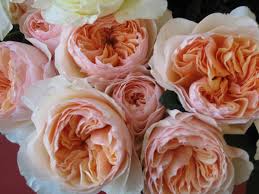 Juliet wholesale flowers, fairfield, new jersey. Peach And Mint Bouquet Recipe Blooms By The Box