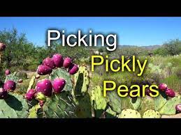 You can eat cactus pears, or prickly pears, after removing their strong, sharp thorns. Picking Prickly Pears Great Desert Food Youtube