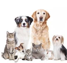 Kedi ve köpek neden birbirlerine düşmandır hiç düşündünüz mü? Kopekler Hakkinda Bilgiler Ve Bakim Onerileri Pet Ihtiyac