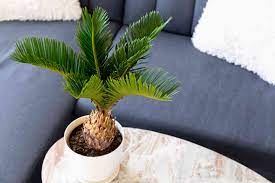 Do sago palm prefer sun or shade? Sago Palm Plant Care Growing Guide