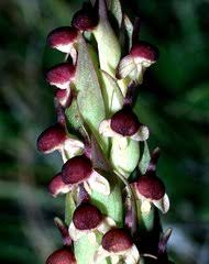 Image result for Disa zombica