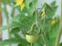 Worm in immature or ripe tomato fruit. A Beginner S Guide To Growing Tomato Plants Dengarden