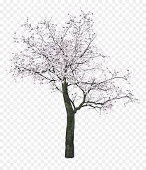 Anime names have been part of japanese pop culture for ages, and the world is gradually adopting the same. Japanese Tree Black And White Cherry Blossom Tree Drawing Hd Png Download Vhv
