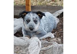 Beauvest australian cattle dogs dogs vic membership number: Breeders Doroblu