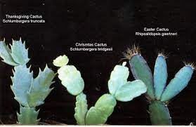 How to care for your christmas cactus so it will bloom all holiday season long. Bob Stewart Sur Twitter Houseplants Succulents An Easy Way To Identify The Various Holiday Cacti Is By The Shape Of Their Leaves Actually What Look Like Leaves Are Actually Modified Stems