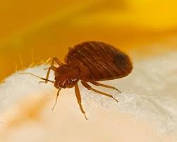 Stink bugs do not truly infest homes as they do not feed, mate or lay eggs indoors. Exterminator Harrisburg Pa All American Termite Pest Control