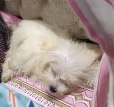 Dogs go through different phases of sleep requirements. Maltese Sleep Issues And Info