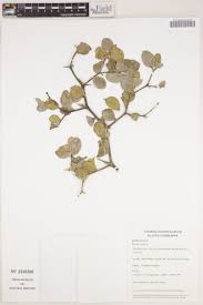 Image result for Vangueria randii