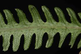 Image result for Amauropelta