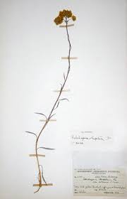 Image result for Helichrysum stenopterum