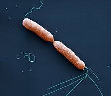 Image result for Pseudoeriosema