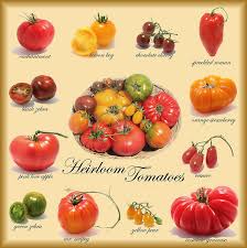 Heirloom Tomato Varieties Growing Tomatoes Best Tasting