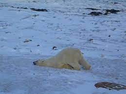 Check spelling or type a new query. Polar Bear Sliding Youtube