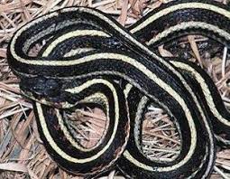 A Common Garter Snake With A Yellow Stripe Snake Animal Companions Reptiles And Amphibians