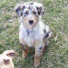 Ummmmm I Need This Dog So Cute Australian Shepherd Aussie Cattle Dog Australian Shepherd Puppies