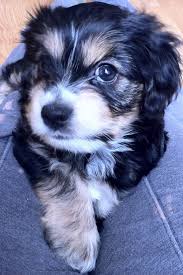 These dogs are fiercely loyal, loving, affectionate, and love nothing more than being next to their human companions. Baby Yorkie Puppies For Sale Novocom Top