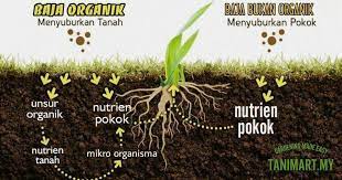 Akhir sekali ialah baja organik sintetik, iaitu baja yang dihasilkan daripada selain daripada itu, cara pelepasan setiap nutrien daripada baja mempengaruhi keberkesanan cara penggunaan baja. Perbezaan Baja Organik Dan Home Online Nusery Delivery Facebook