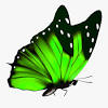 Your blue butterfly stock images are ready. 1