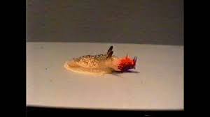 The redsea in dahab the reflection on its skin like gold❤ song: Spanish Shawl Flabellina Iodinea Says Dance Or Marine Science In A Drop