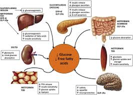 Which Treatment For Type 2 Diabetes Associated With Non Alcoholic Fatty Liver Disease Digestive And Liver Disease