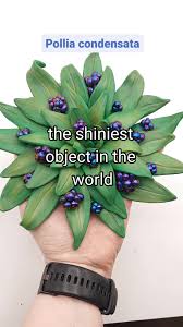 Image result for Pollia condensata