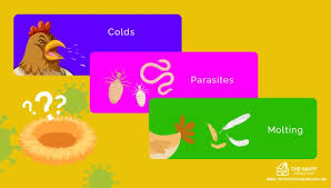 Outdoor kitchen islands backyard chickens and diseases. 9 Reasons Why Your Chickens Stopped Laying Eggs