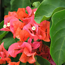 'laboratory technician iv, fdacs, division of plant industry, p. Bougainvillea Dark Pink Free Stock Photos Rgbstock Free Stock Images Tacluda May 25 2011 7