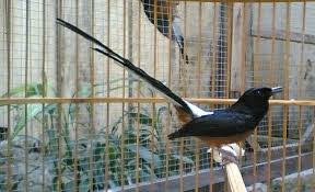Suara kicaunya yang merdu dan penampilan fisiknya yang indah menjadi salah dua daya tarik burung dari famili muscicapidae ini. Ciri Fisik Murai Batu Thailand Malaysia Filipina Trikburung Com 2021
