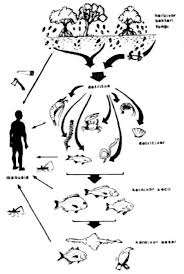 Contoh dari siklus rantai makanan detritus yaitu. Ekosistem Mangrove Di Pantai Selatan Jawa Amri050890 S Blog